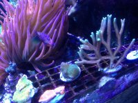 ImageUploadedByReefs1369699645.482705.jpg