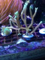 ImageUploadedByReefs1369699656.849091.jpg