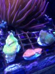 ImageUploadedByReefs1369699668.046747.jpg