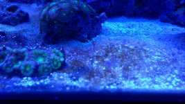 CYANO 002.JPG