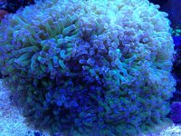 ImageUploadedByReefs1356473141.795072.jpg
