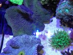 IMG_0815.jpg