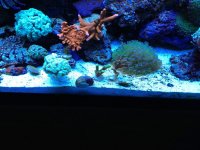 IMG_0526_zps5cbf01fd.jpg