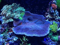 IMG_0525_zps8dab5002.jpg