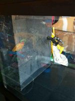 ImageUploadedByReefs1348279806.805273.jpg