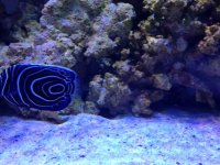 ImageUploadedByReefs1369708149.248531.jpg