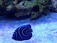 ImageUploadedByReefs1369708224.137761.jpg
