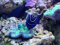 ImageUploadedByReefs1369708232.219440.jpg