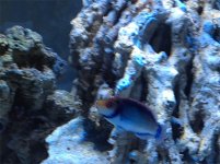 lunarwrasse.jpg