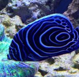 ImageUploadedByReefs1369708238.940353.jpg