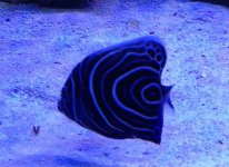 ImageUploadedByReefs1369708253.267550.jpg
