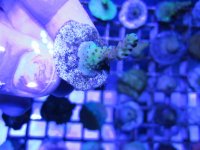 ImageUploadedByReefs1369720959.840633.jpg