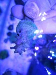 ImageUploadedByReefs1369720981.250415.jpg
