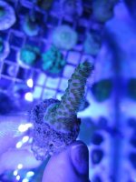 ImageUploadedByReefs1369721071.401589.jpg