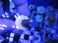 ImageUploadedByReefs1369721140.125527.jpg
