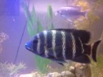 cichlid.JPG
