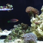ImageUploadedByReefs1369749256.231151.jpg