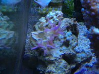 ImageUploadedByReefs1360447160.287224.jpg