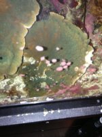 ImageUploadedByReefs1364265787.807577.jpg