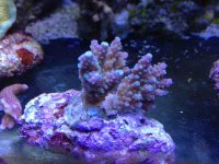 ImageUploadedByReefs1360447172.387001.jpg