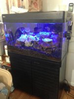 ImageUploadedByReefs1369758431.651107.jpg