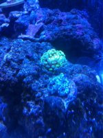 ImageUploadedByReefs1356543505.562870.jpg