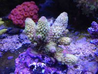 ImageUploadedByReefs1360447194.736944.jpg
