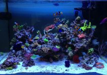 ImageUploadedByReefs1364266446.413049.jpg