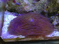 ImageUploadedByReefs1369760964.183016.jpg