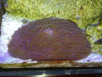 ImageUploadedByReefs1369760972.749497.jpg