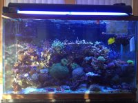 ImageUploadedByReefs1356547656.422452.jpg