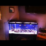 ImageUploadedByReefs1348370955.073581.jpg