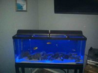 ImageUploadedByReefs1348371000.634826.jpg