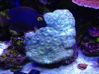 ImageUploadedByReefs1369776965.514680.jpg
