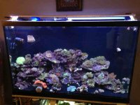 ImageUploadedByReefs1364318904.583930.jpg
