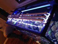 ImageUploadedByReefs1364318914.150322.jpg
