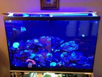 ImageUploadedByReefs1364318935.333732.jpg