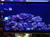 ImageUploadedByReefs1364318972.850226.jpg