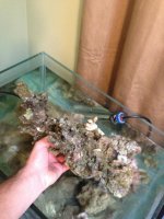 ImageUploadedByReefs1364319359.168534.jpg