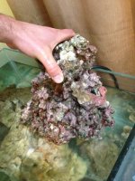ImageUploadedByReefs1364319366.781710.jpg