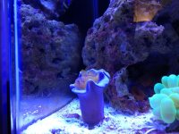 ImageUploadedByReefs1364321504.664413.jpg
