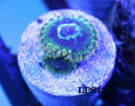 IMG_2824.JPG