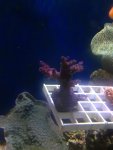 ImageUploadedByReefs1373725907.958234.jpg