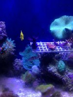 ImageUploadedByReefs1373726534.309544.jpg