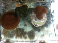 ImageUploadedByReefs1360513771.463518.jpg
