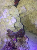 ImageUploadedByReefs1373747589.533204.jpg