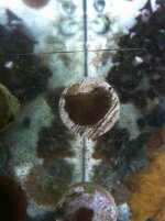 ImageUploadedByReefs1360513804.674774.jpg
