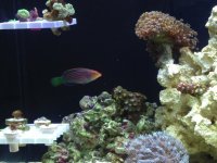 ImageUploadedByReefs1369802339.336926.jpg