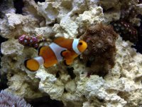 ImageUploadedByReefs1369802559.140598.jpg