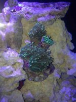 ImageUploadedByReefs1373747625.150078.jpg
